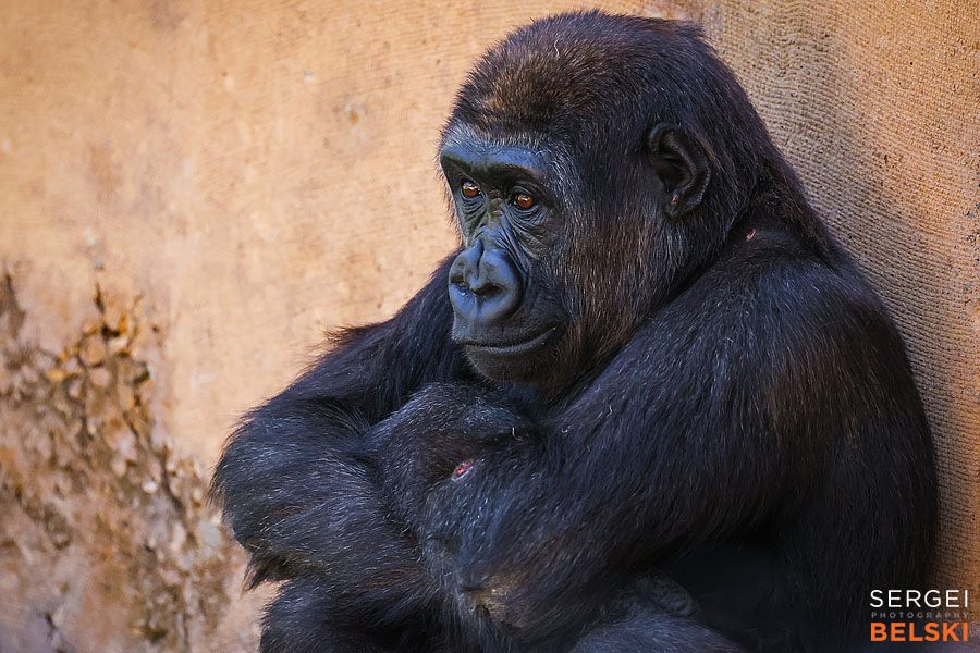 calgary zoo photographer sergei belski photo