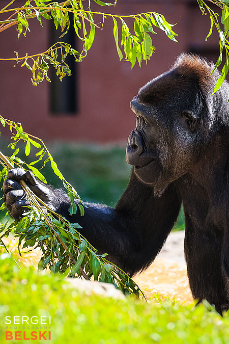 calgary zoo photographer sergei belski photo