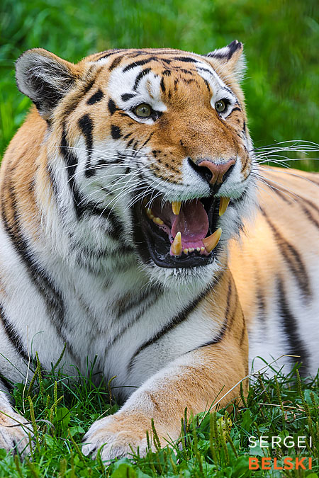 calgary zoo photographer sergei belski photo