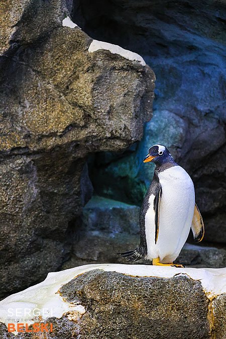 calgary zoo photographer sergei belski photo
