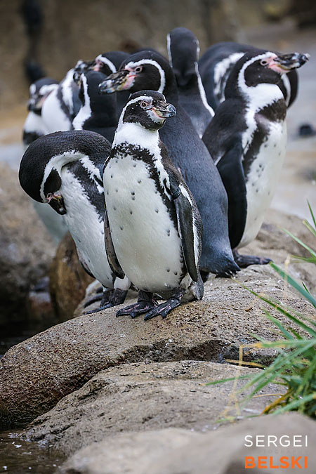 calgary zoo photographer sergei belski photo