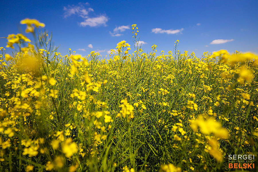 my tesla adventures travel photographer sergei belski photo