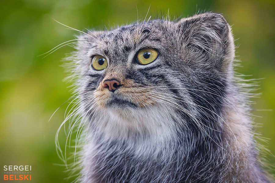 calgary zoo photographer sergei belski photo