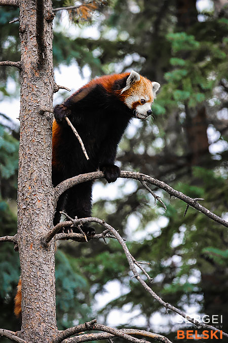 calgary zoo photographer sergei belski photo
