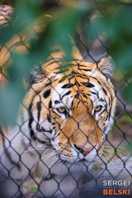 calgary zoo photographer sergei belski photo