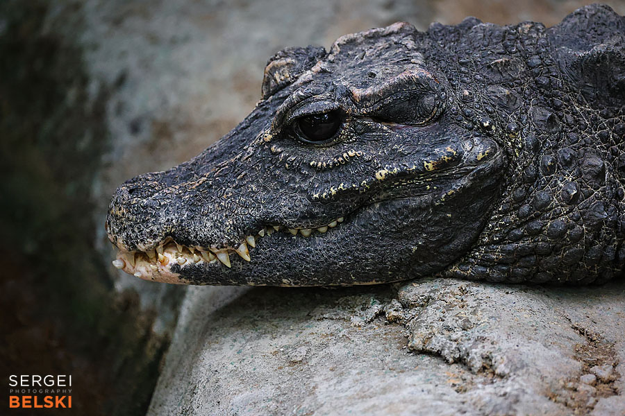 calgary zoo photographer sergei belski photo