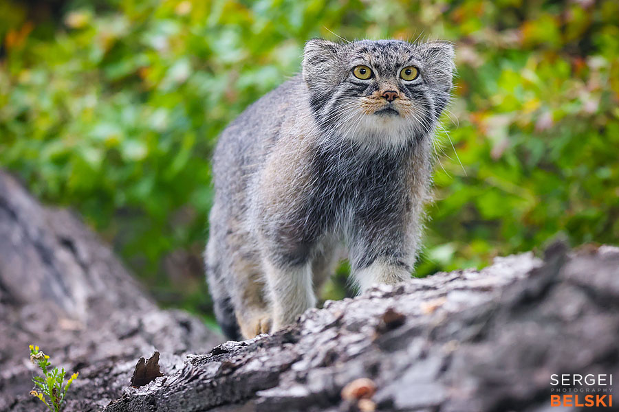calgary zoo photographer sergei belski photo