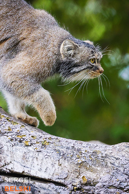 calgary zoo photographer sergei belski photo