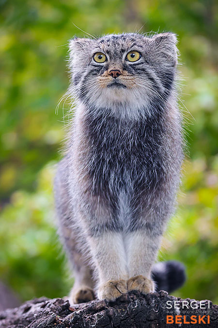 calgary zoo photographer sergei belski photo