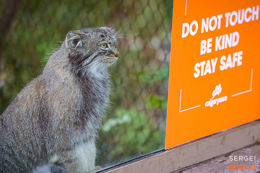 calgary zoo photographer sergei belski photo
