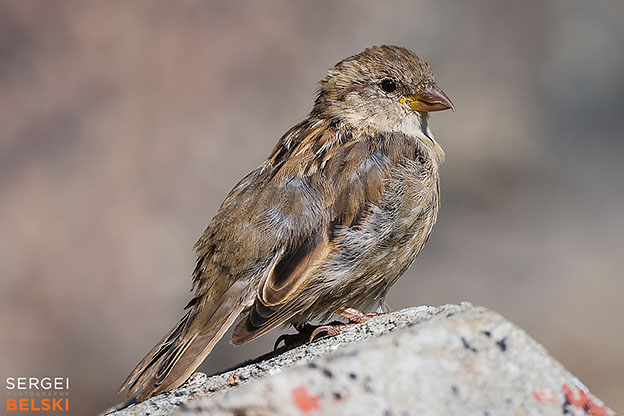 calgary zoo photographer sergei belski photo