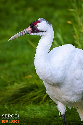 calgary zoo photographer sergei belski photo