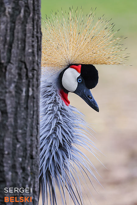 calgary zoo photographer sergei belski photo