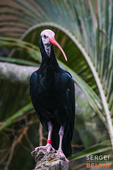 calgary zoo photographer sergei belski photo