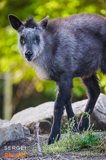 calgary zoo photographer sergei belski photo