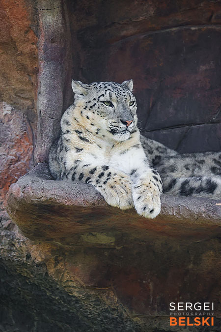 calgary zoo photographer sergei belski photo