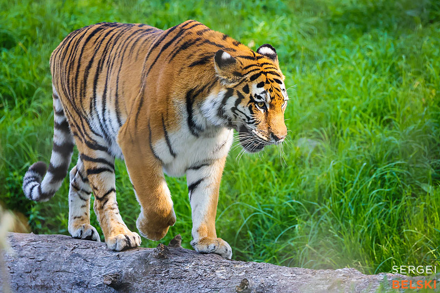 calgary zoo photographer sergei belski photo