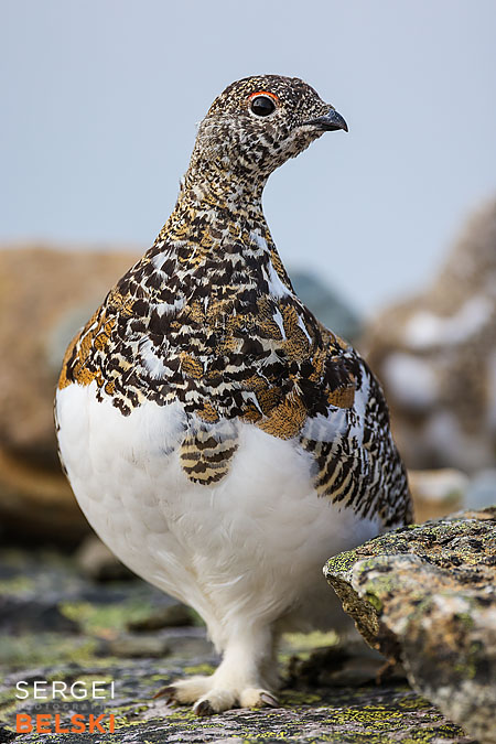 jasper my tesla adventures travel photographer sergei belski photo
