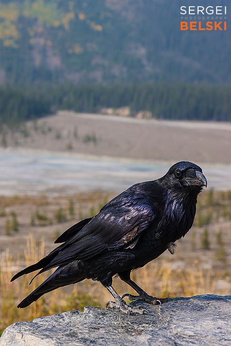 jasper my tesla adventures travel photographer sergei belski photo