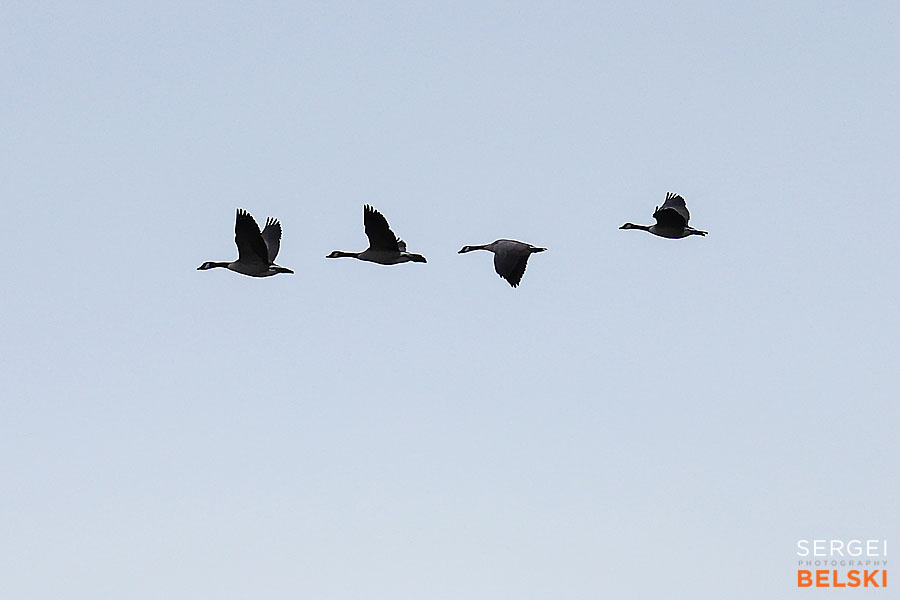 fortis alberta corporate photographer sergei belski photo