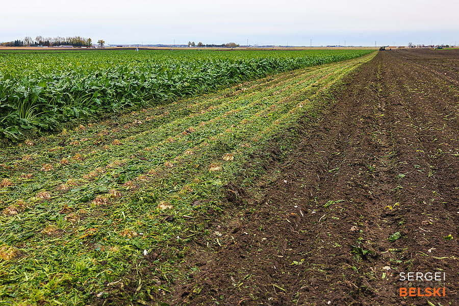 fortis alberta corporate photographer sergei belski photo