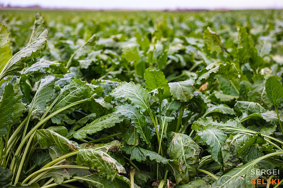 fortis alberta corporate photographer sergei belski photo
