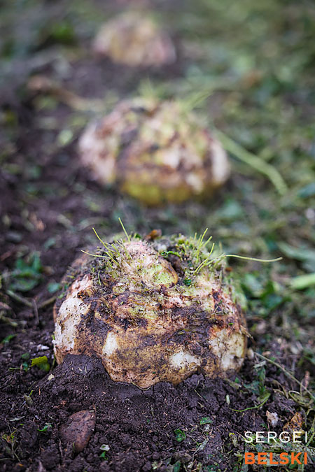 fortis alberta corporate photographer sergei belski photo