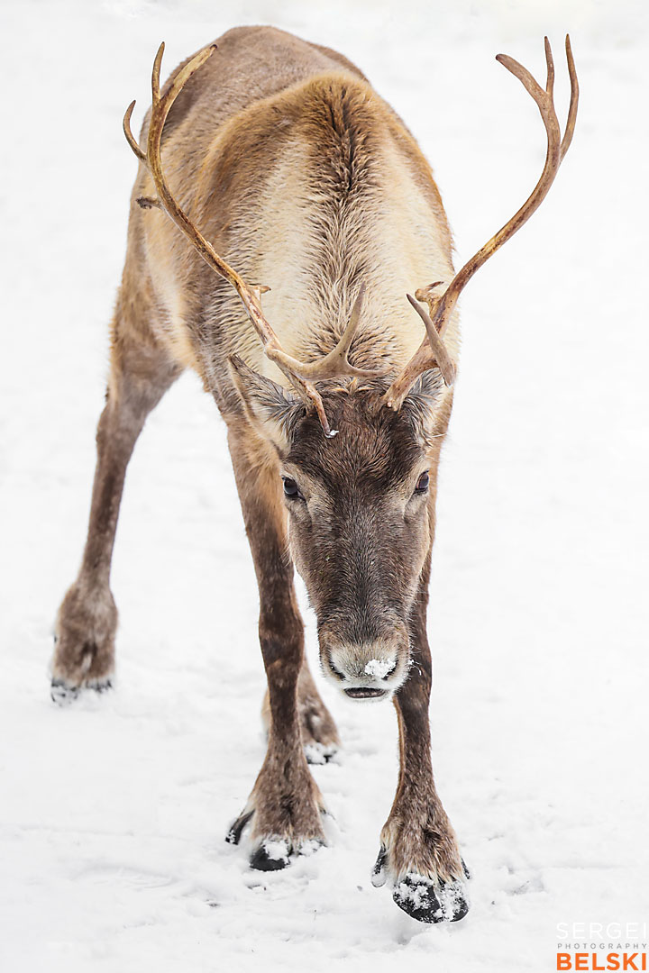 calgary zoo photographer sergei belski photo