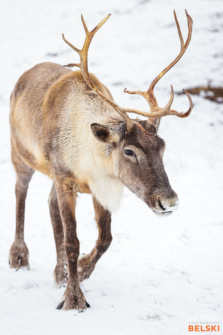 calgary zoo photographer sergei belski photo