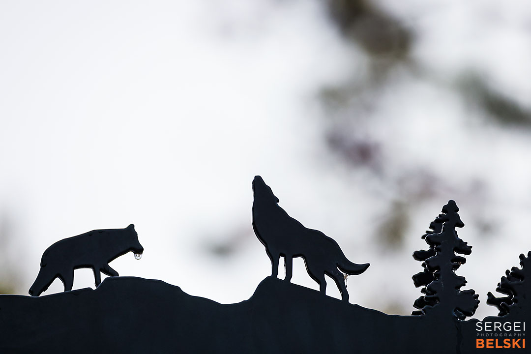 calgary zoo photographer sergei belski photo