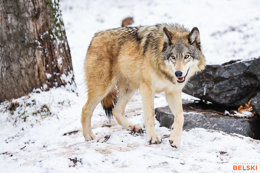 calgary zoo photographer sergei belski photo