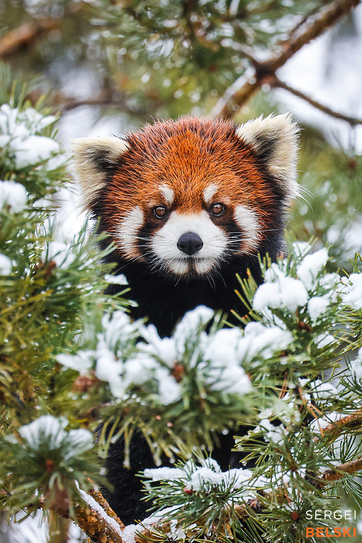 calgary zoo photographer sergei belski photo