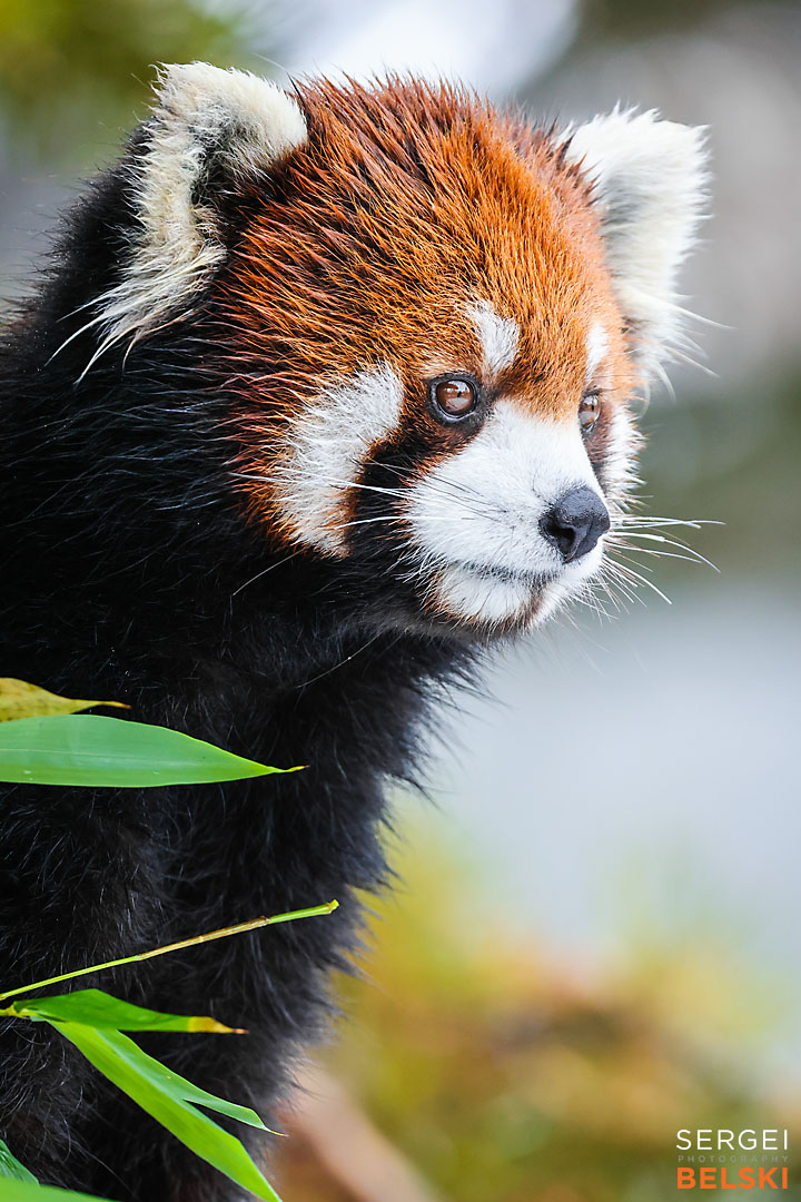 calgary zoo photographer sergei belski photo