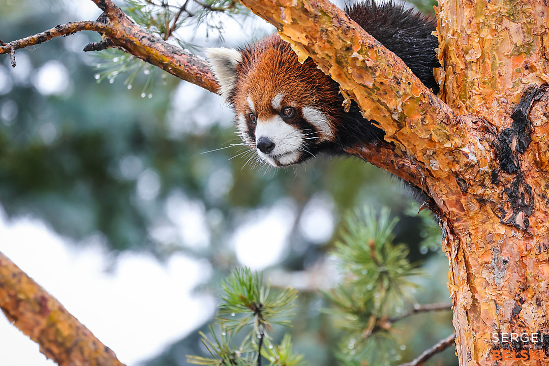 calgary zoo photographer sergei belski photo