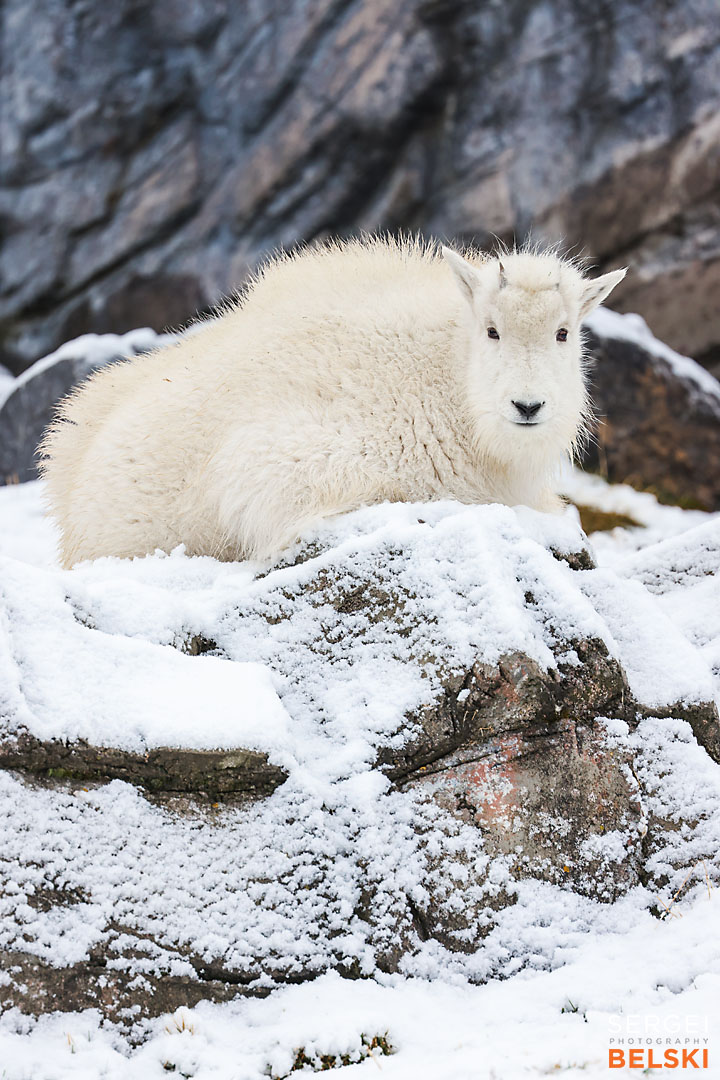 calgary zoo photographer sergei belski photo