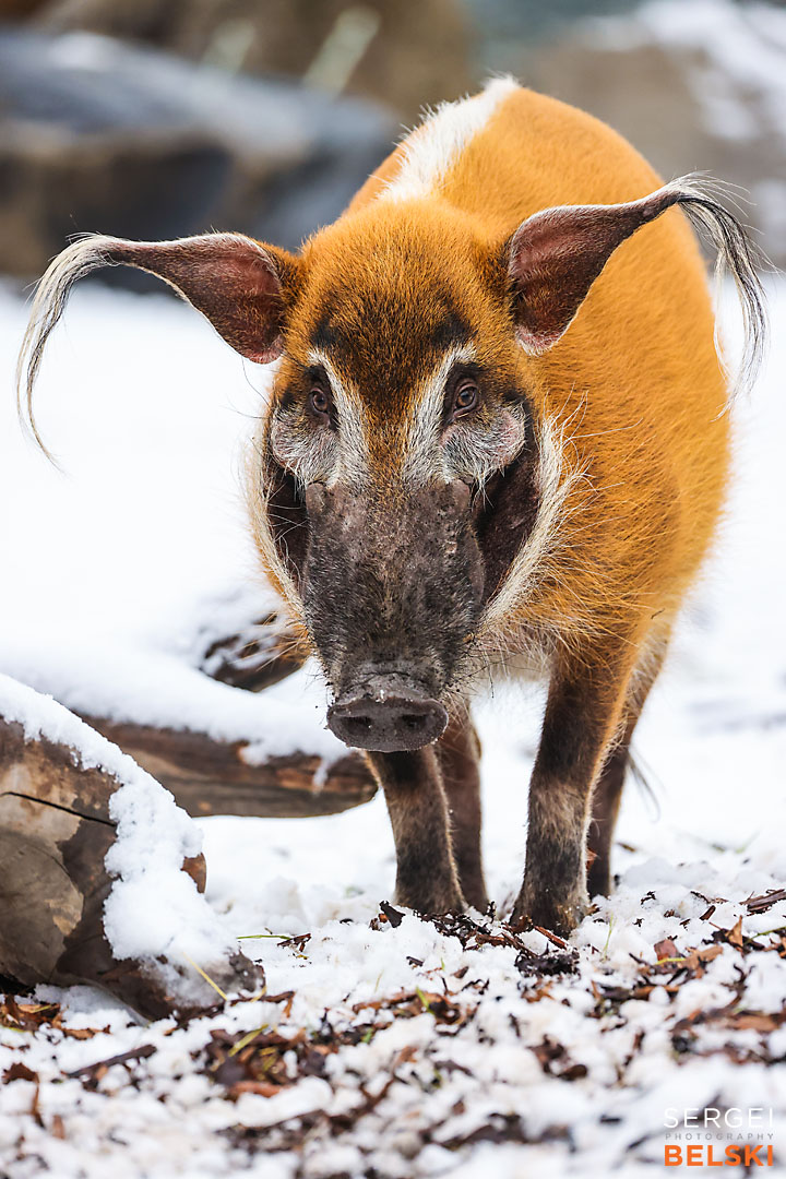 calgary zoo photographer sergei belski photo
