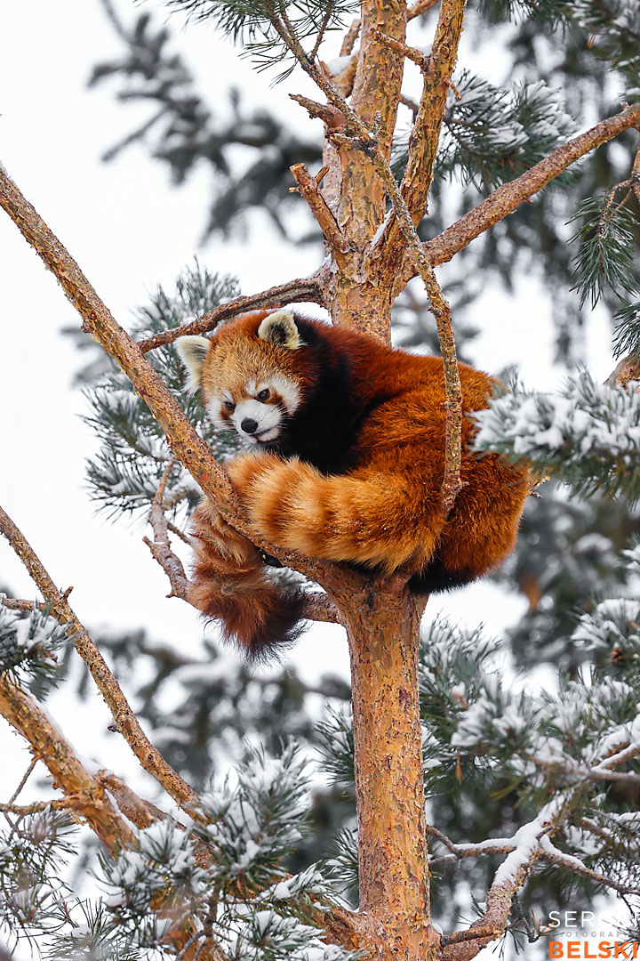 calgary zoo photographer sergei belski photo