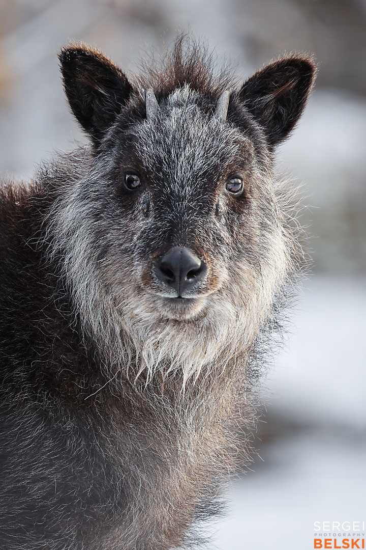 calgary zoo photographer sergei belski photo