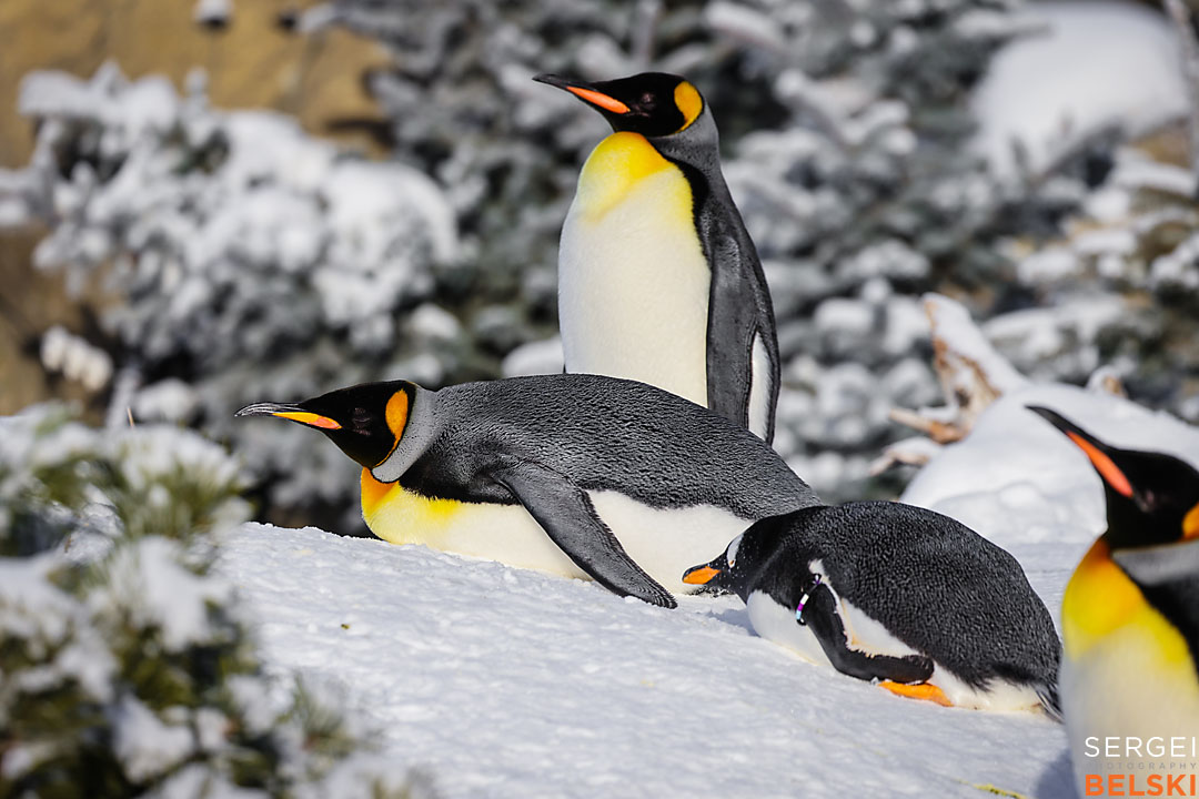 calgary zoo photographer sergei belski photo