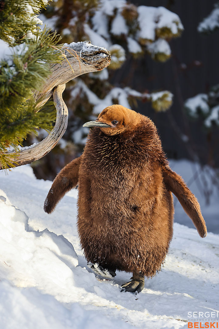 calgary zoo photographer sergei belski photo