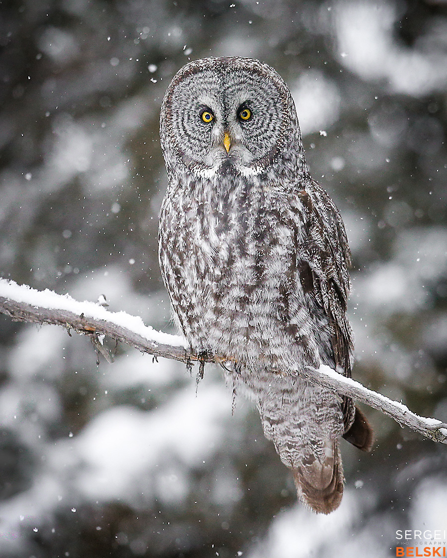 calgary wildlife photographer sergei belski photo