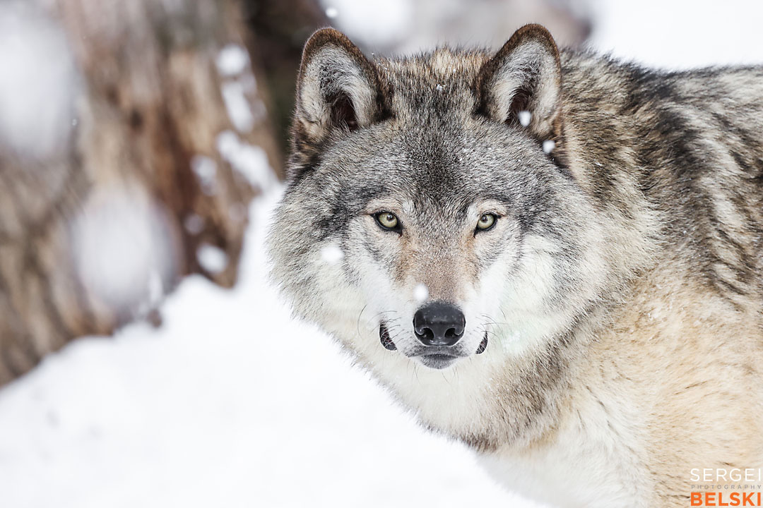 calgary zoo wildlife photographer sergei belski photo