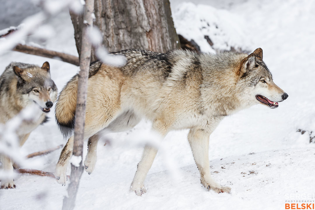 calgary zoo wildlife photographer sergei belski photo