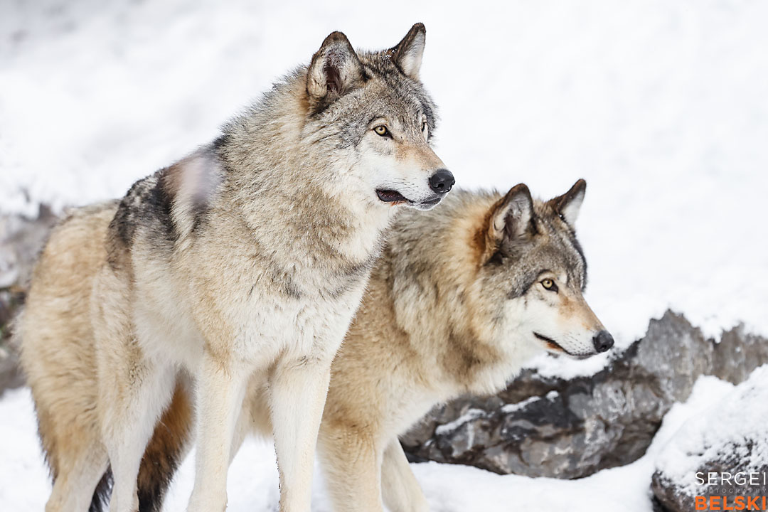 calgary zoo wildlife photographer sergei belski photo