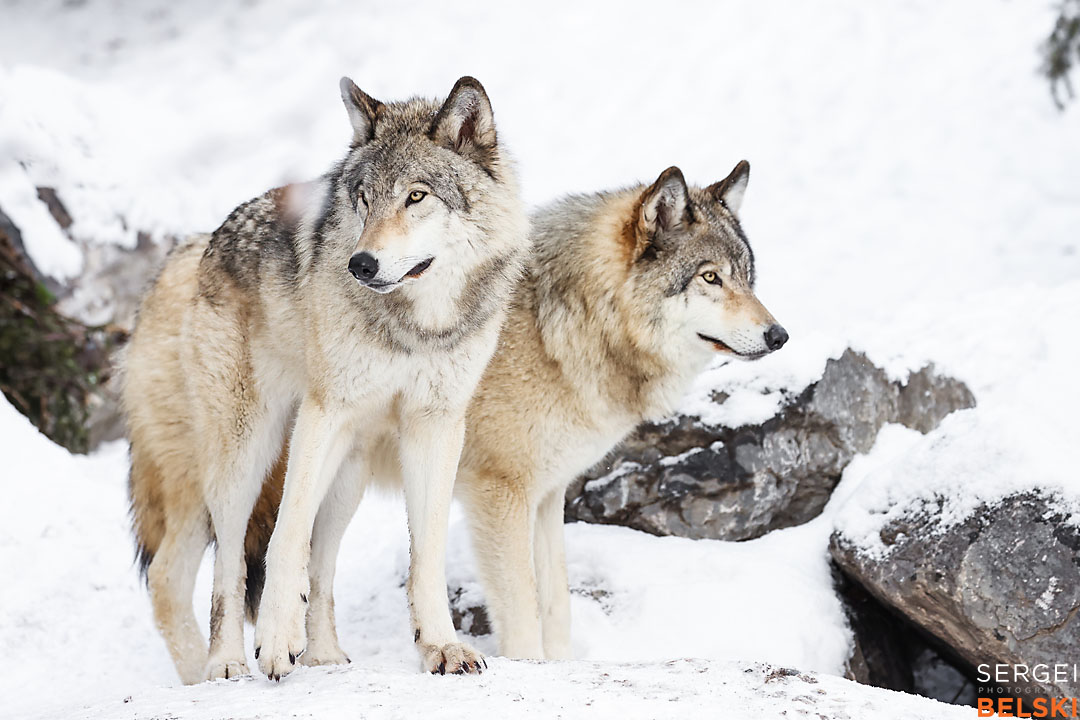 calgary zoo wildlife photographer sergei belski photo