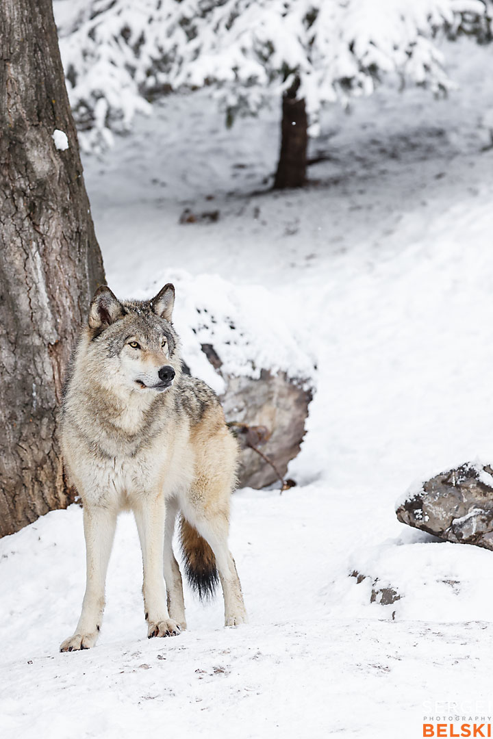 calgary zoo wildlife photographer sergei belski photo