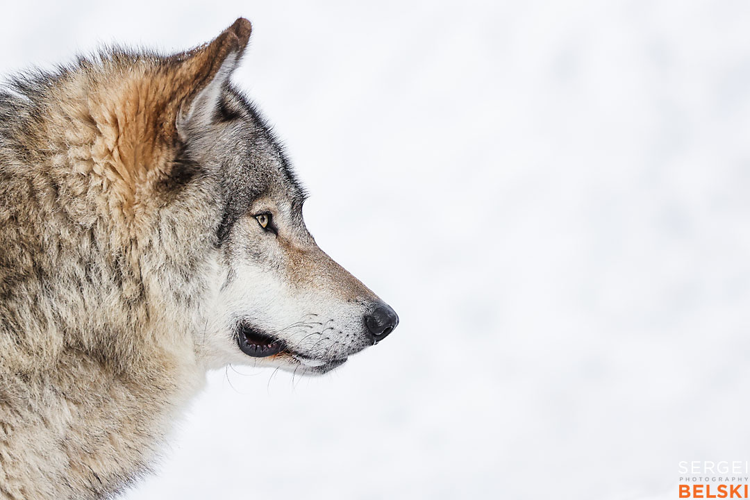 calgary zoo wildlife photographer sergei belski photo