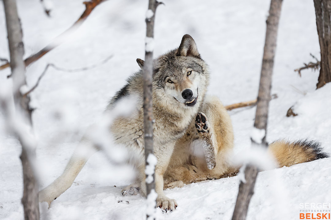 calgary zoo wildlife photographer sergei belski photo