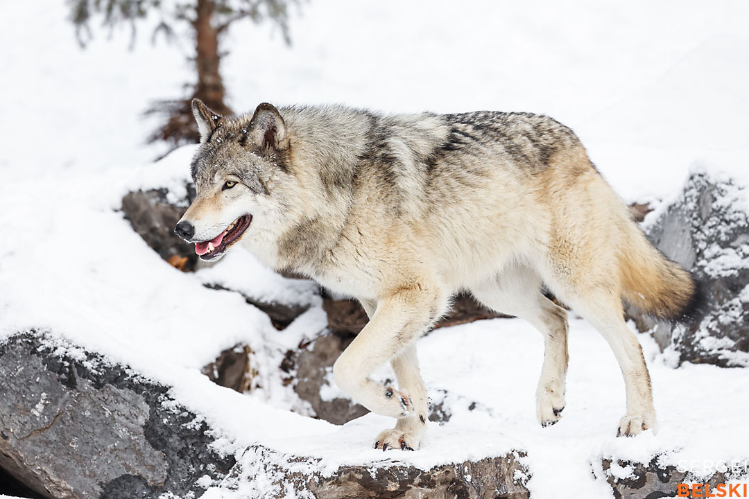 calgary zoo wildlife photographer sergei belski photo