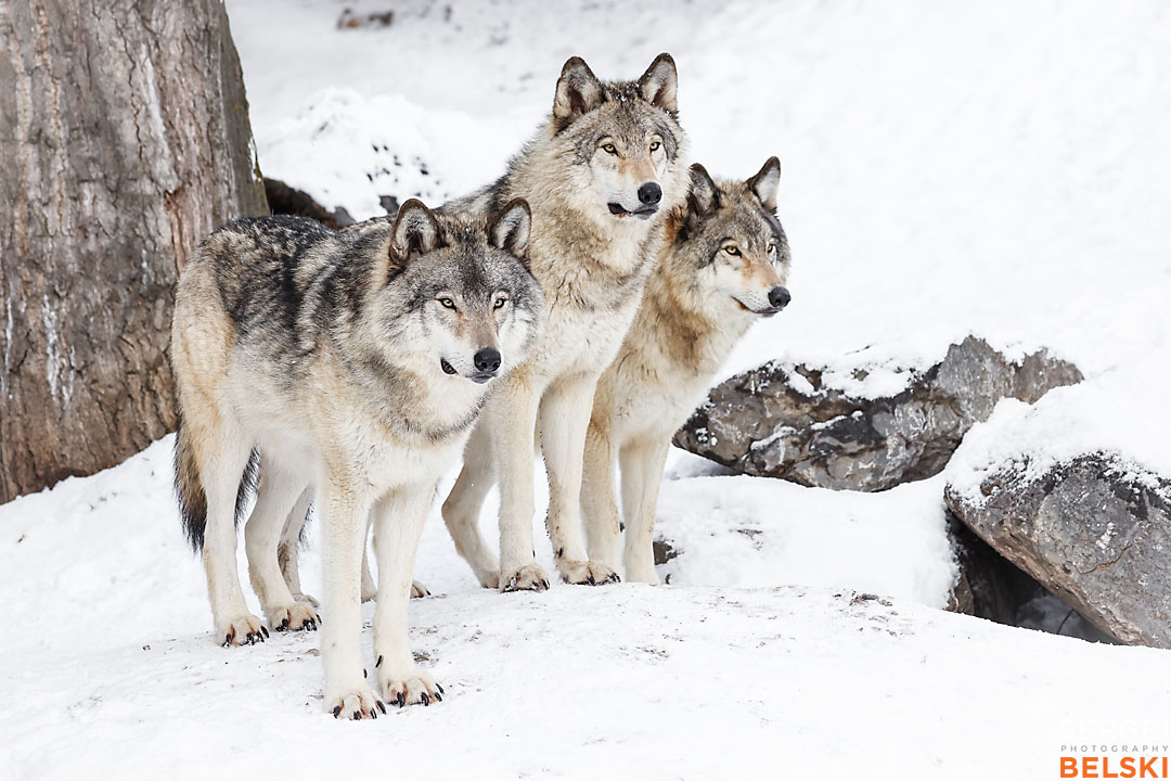 calgary zoo wildlife photographer sergei belski photo